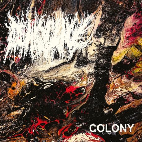 Dehiscence "Colony" (MCD)